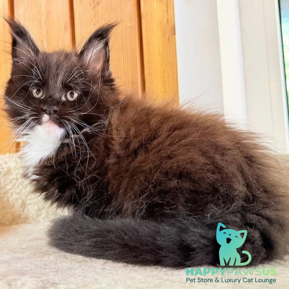 Onyx Maine Coon male black bicolour - live animals