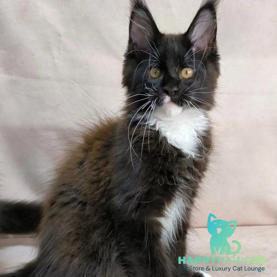Onyx Maine Coon polydactyl 6x6x6x6 male black bicolour - live animals