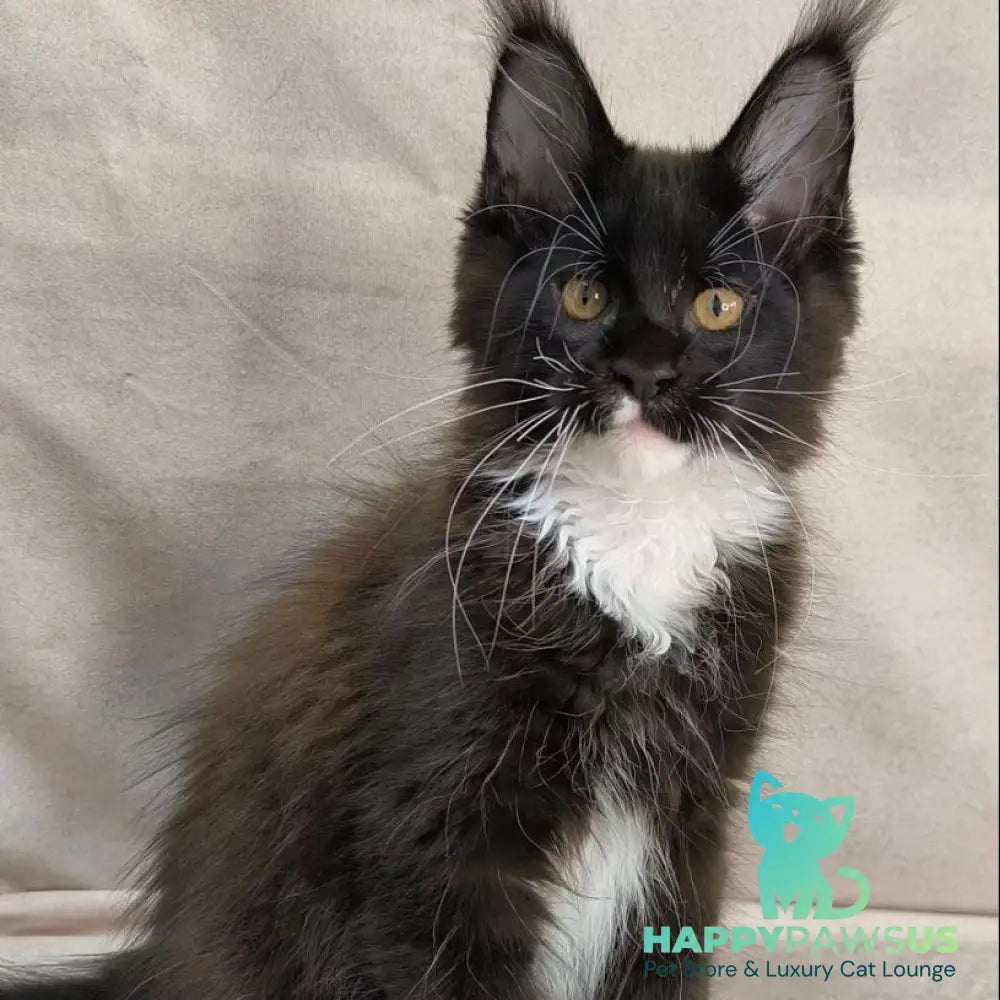 Onyx Maine Coon polydactyl 6x6x6x6 male black bicolour - live animals