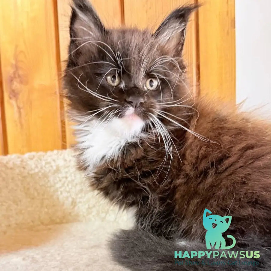 Onyx Maine Coon male black bicolour - live animals