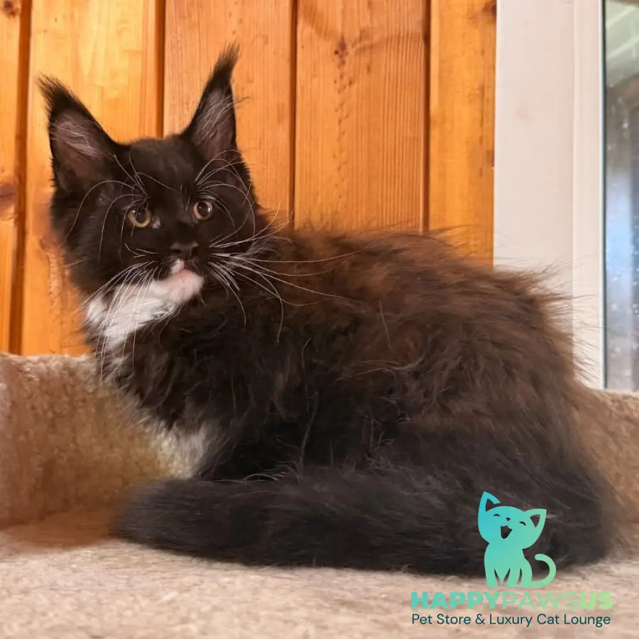 Onyx Maine Coon polydactyl 6x6x6x6 male black bicolour - live animals
