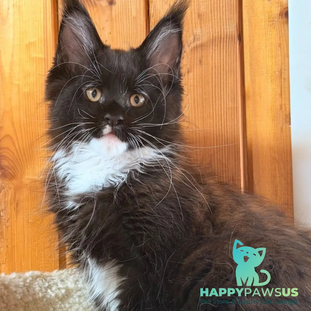 Onyx Maine Coon polydactyl 6x6x6x6 male black bicolour - live animals