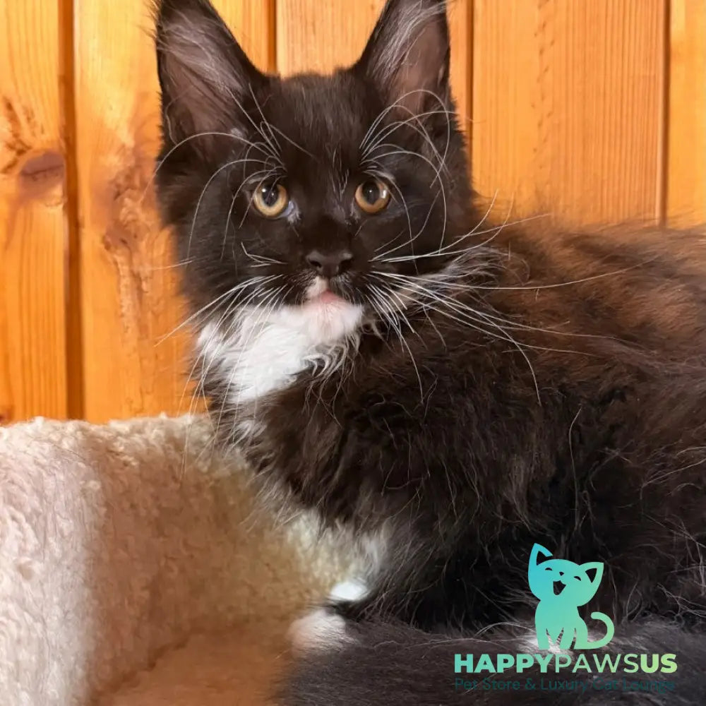 Onyx Maine Coon polydactyl 6x6x6x6 male black bicolour - live animals