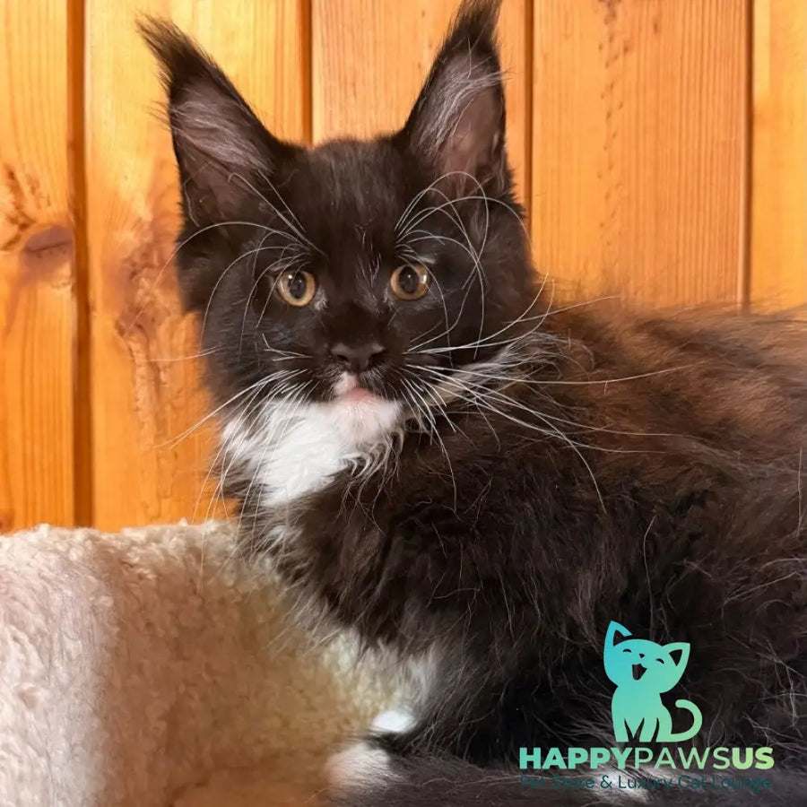 Onyx Maine Coon polydactyl 6x6x6x6 male black bicolour - live animals