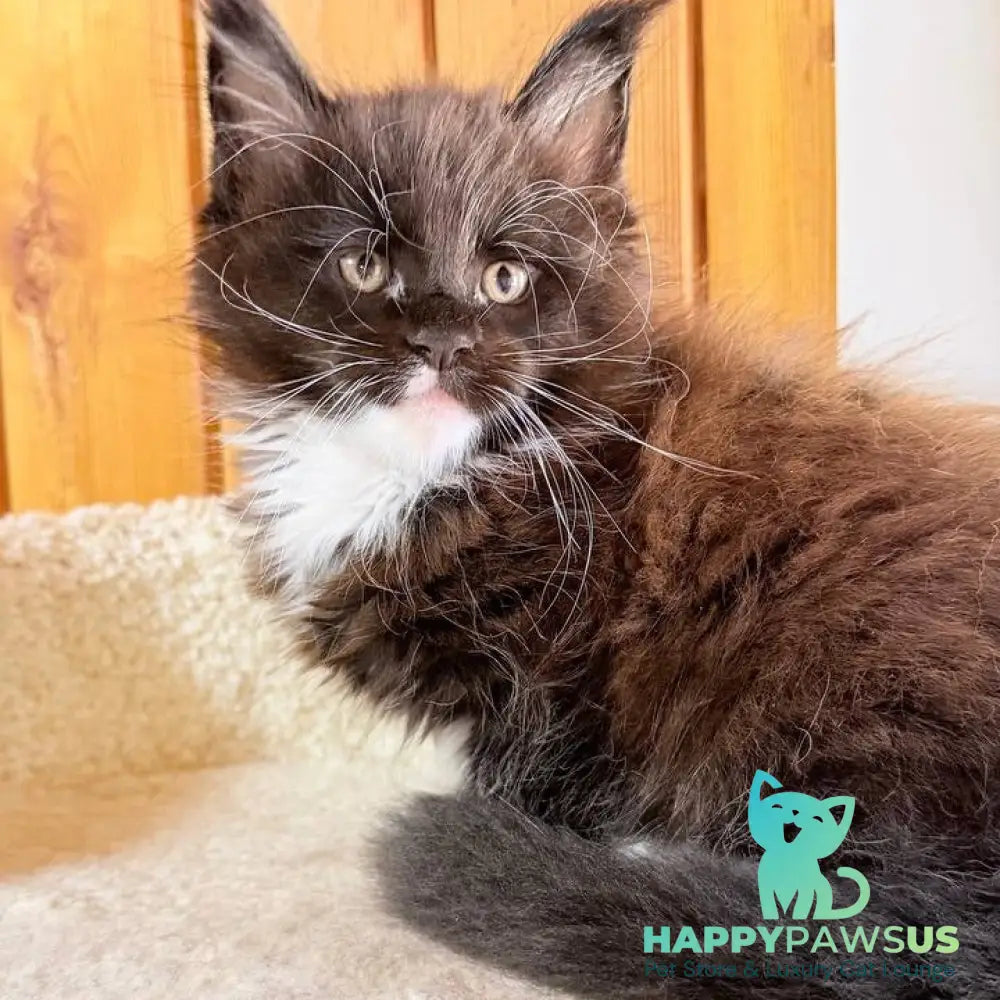 Onyx Maine Coon male black bicolour - live animals