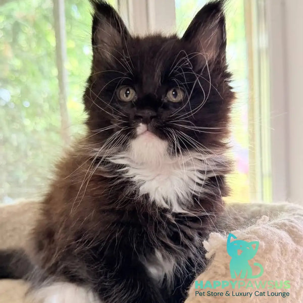 Onyx Maine Coon male black bicolour - live animals