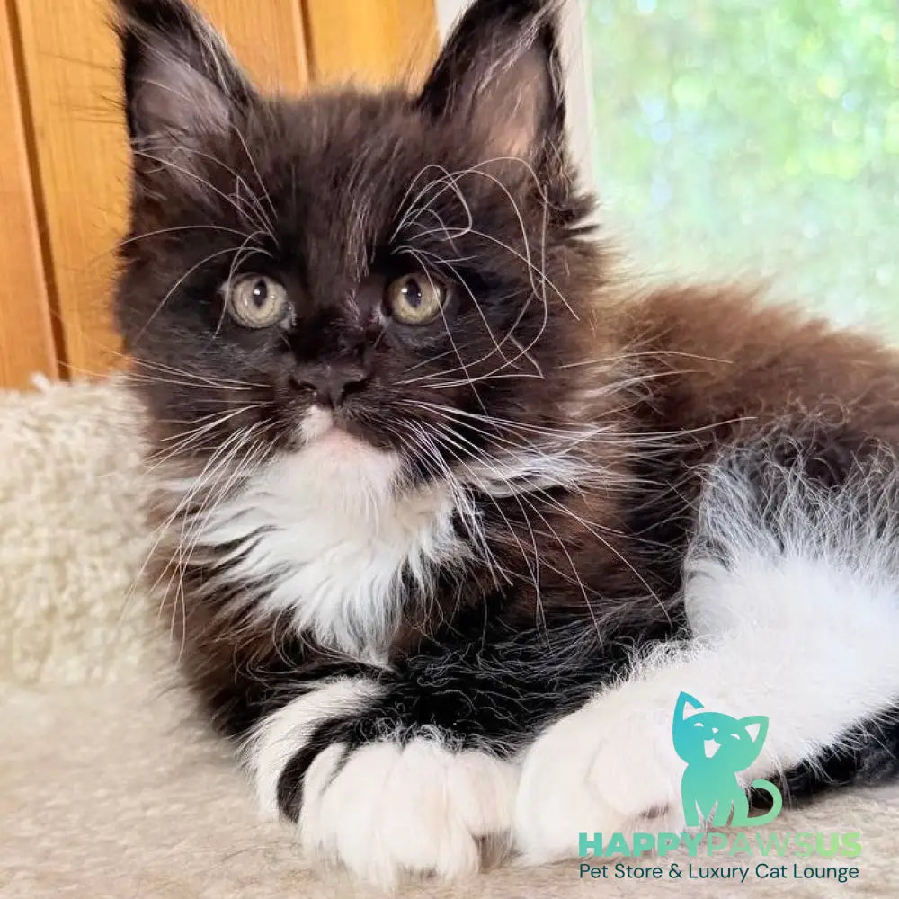 Onyx Maine Coon male black bicolour - live animals
