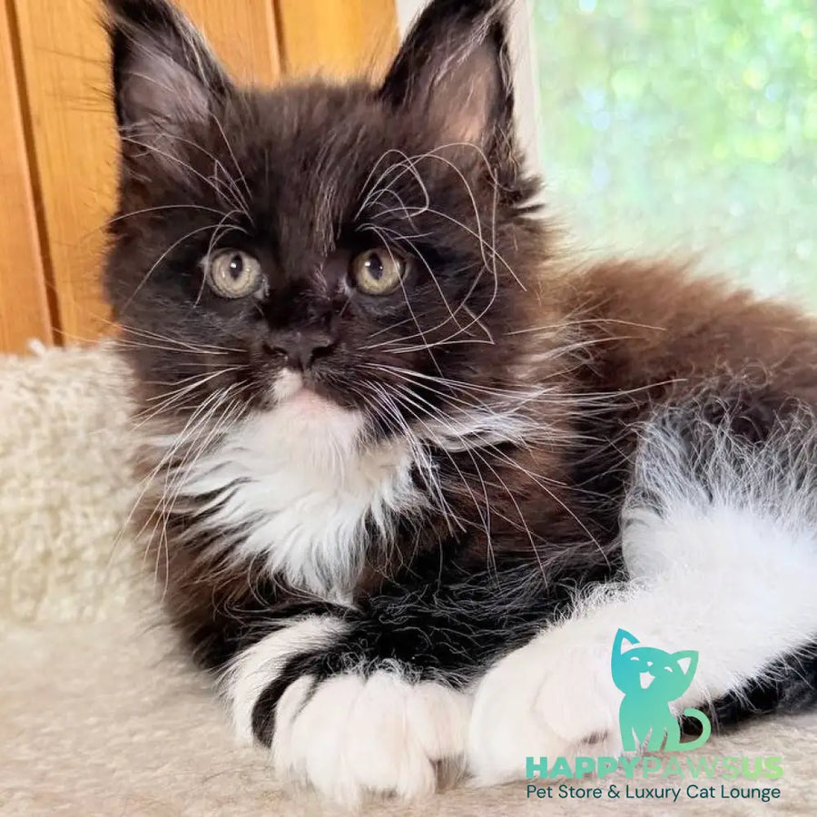 Onyx Maine Coon male black bicolour - live animals