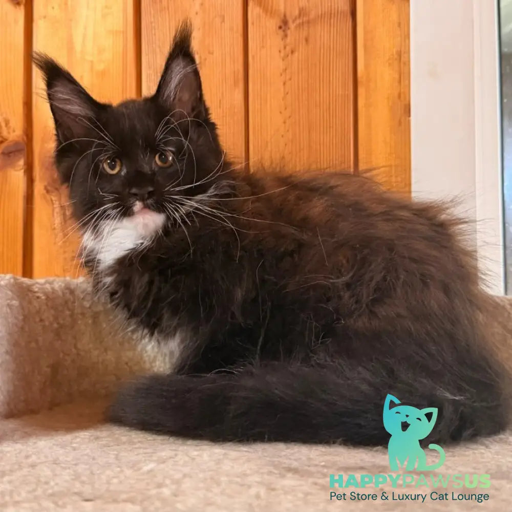 Onyx Maine Coon polydactyl 6x6x6x6 male black bicolour - live animals