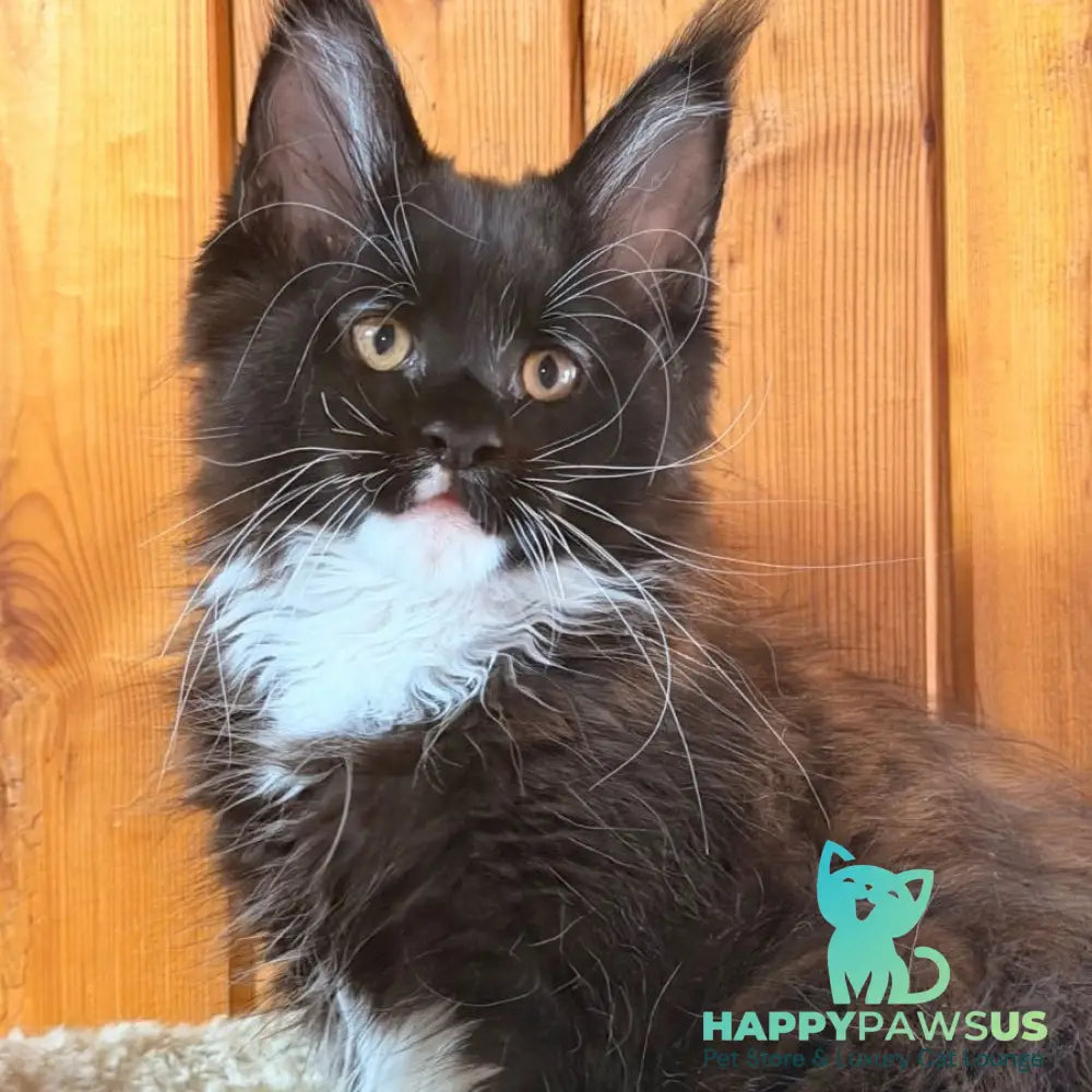 Onyx Maine Coon polydactyl 6x6x6x6 male black bicolour - live animals