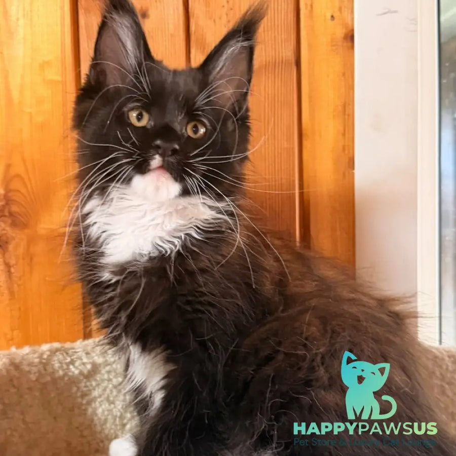 Onyx Maine Coon polydactyl 6x6x6x6 male black bicolour - live animals