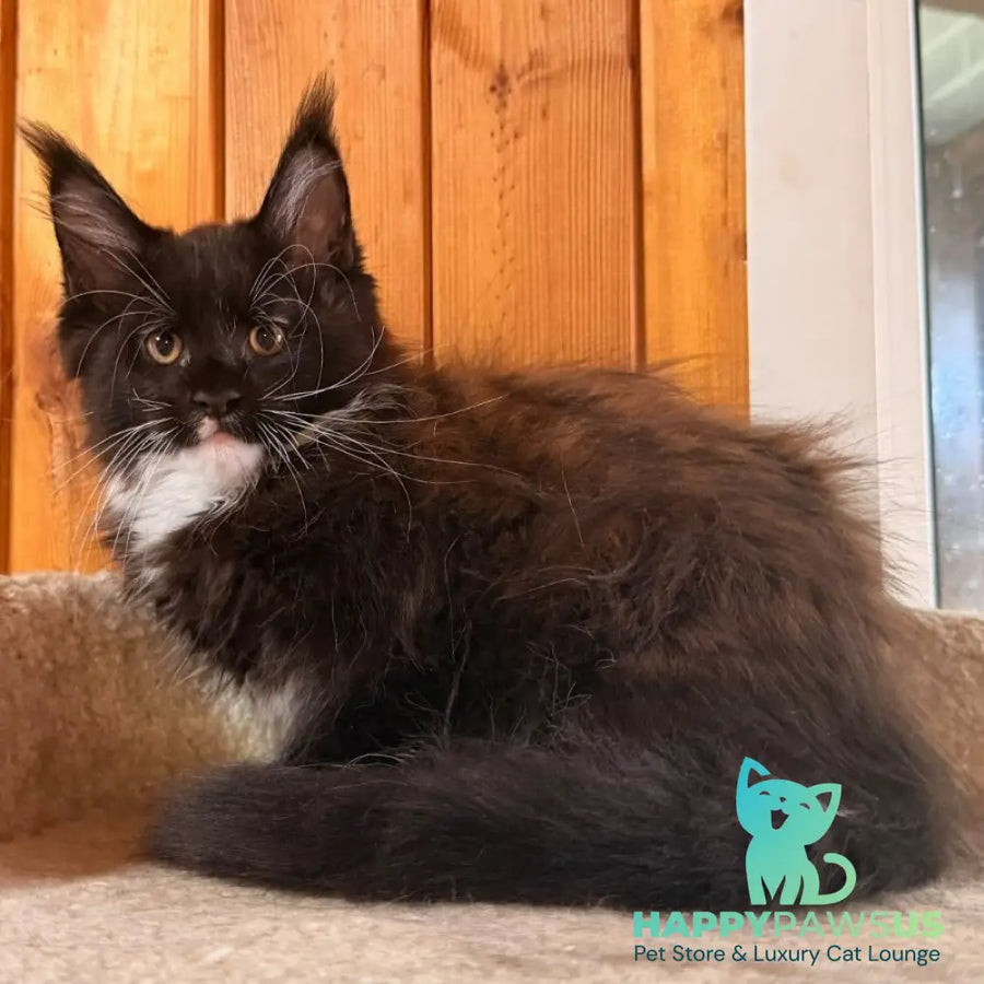 Onyx Maine Coon polydactyl 6x6x6x6 male black bicolour - live animals