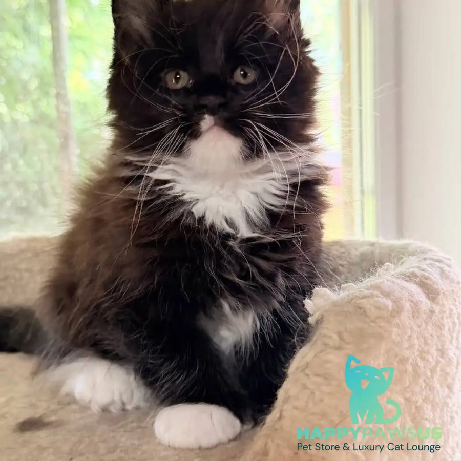Onyx Maine Coon male black bicolour - live animals
