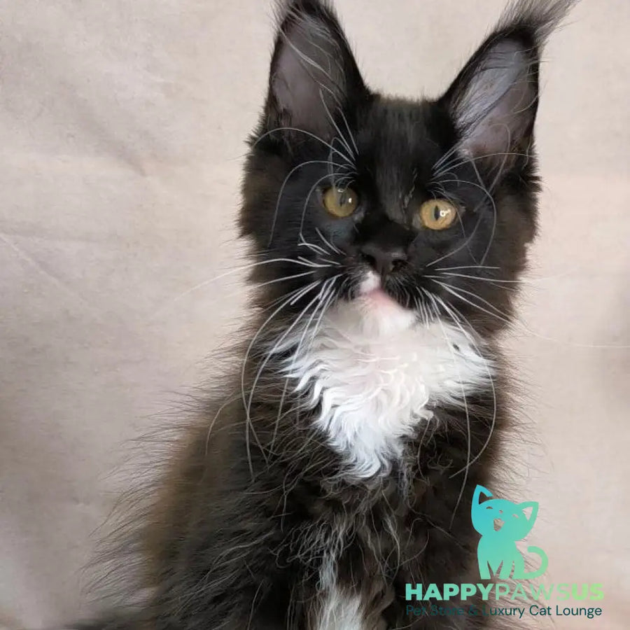 Onyx Maine Coon polydactyl 6x6x6x6 male black bicolour - live animals