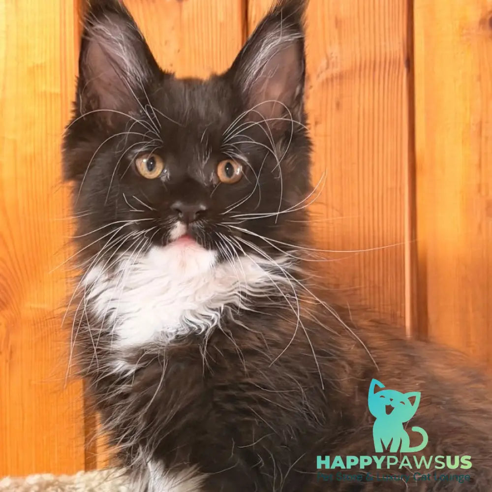 Onyx Maine Coon polydactyl 6x6x6x6 male black bicolour - live animals