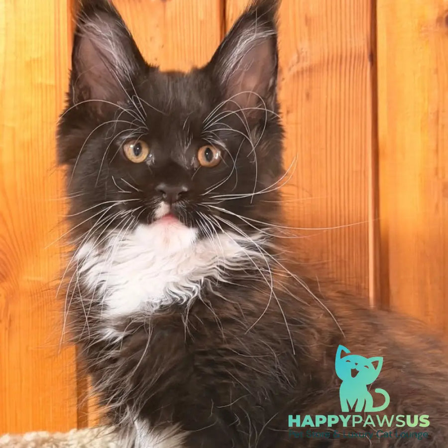 Onyx Maine Coon polydactyl 6x6x6x6 male black bicolour - live animals