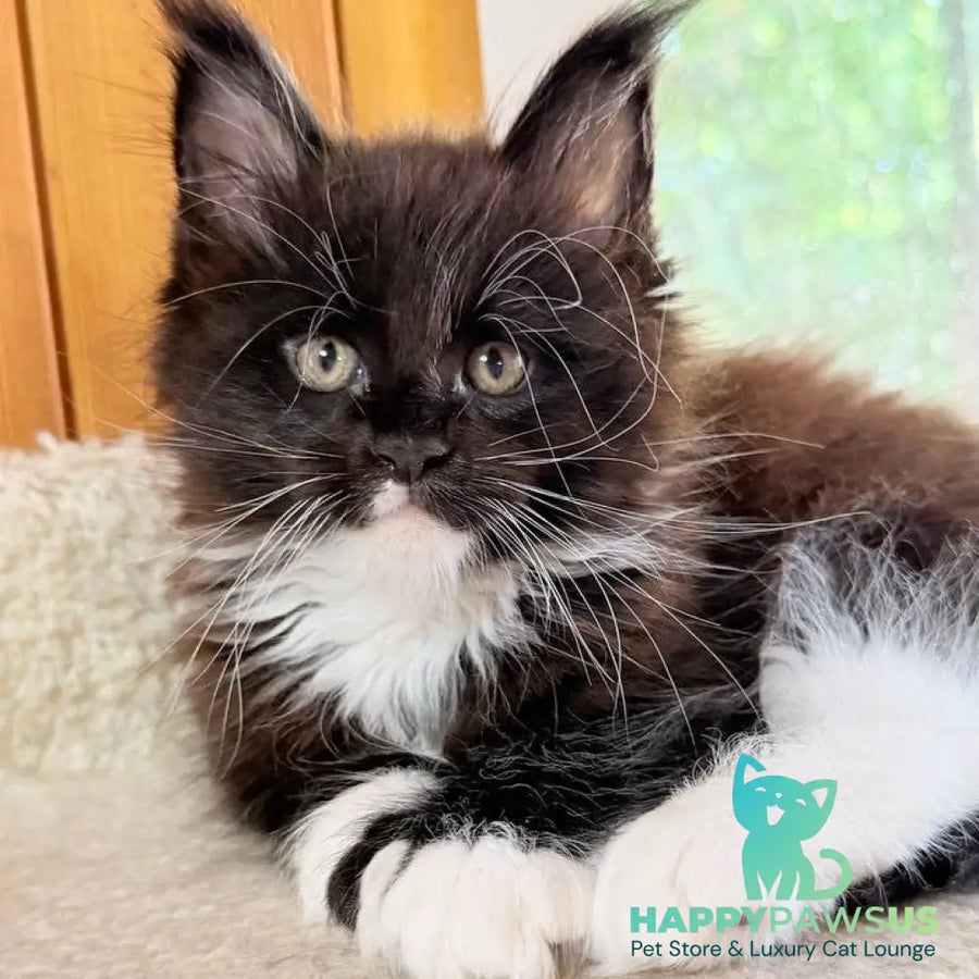Onyx Maine Coon male black bicolour - live animals