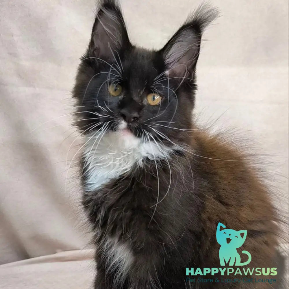 Onyx Maine Coon polydactyl 6x6x6x6 male black bicolour - live animals
