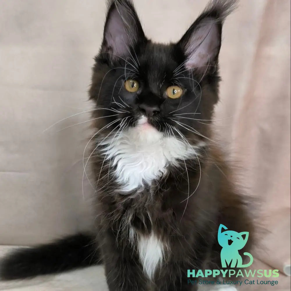 Onyx Maine Coon polydactyl 6x6x6x6 male black bicolour - live animals