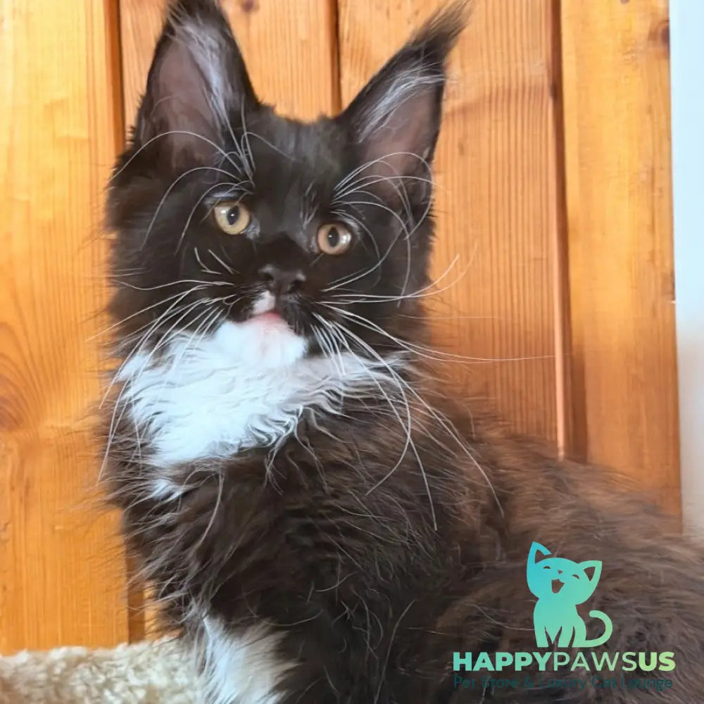 Onyx Maine Coon polydactyl 6x6x6x6 male black bicolour - live animals