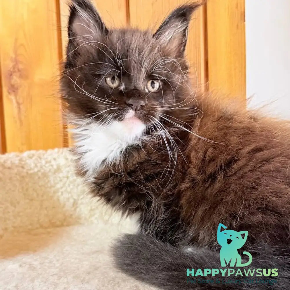 Onyx Maine Coon male black bicolour - live animals