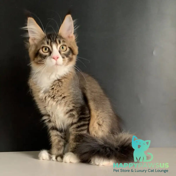 Onyx Maine Coon polydactyl 6x6x6x6 male black ticked tabby with white - live animals