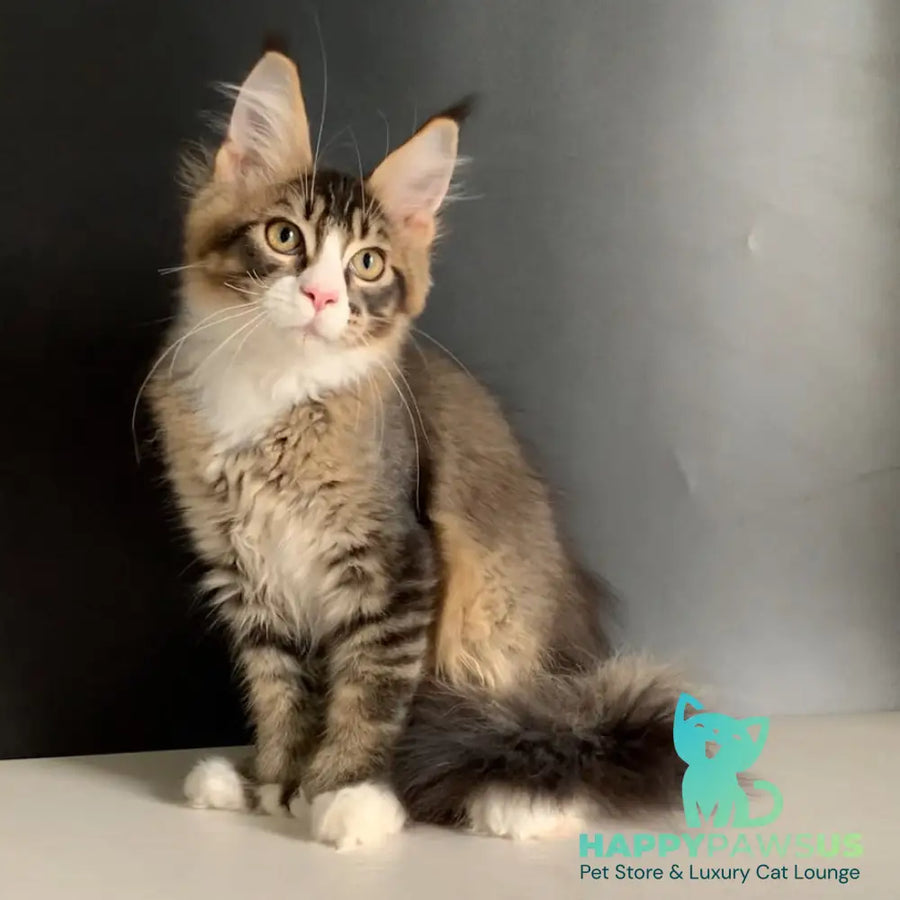 Onyx Maine Coon polydactyl 6x6x6x6 male black ticked tabby with white - live animals