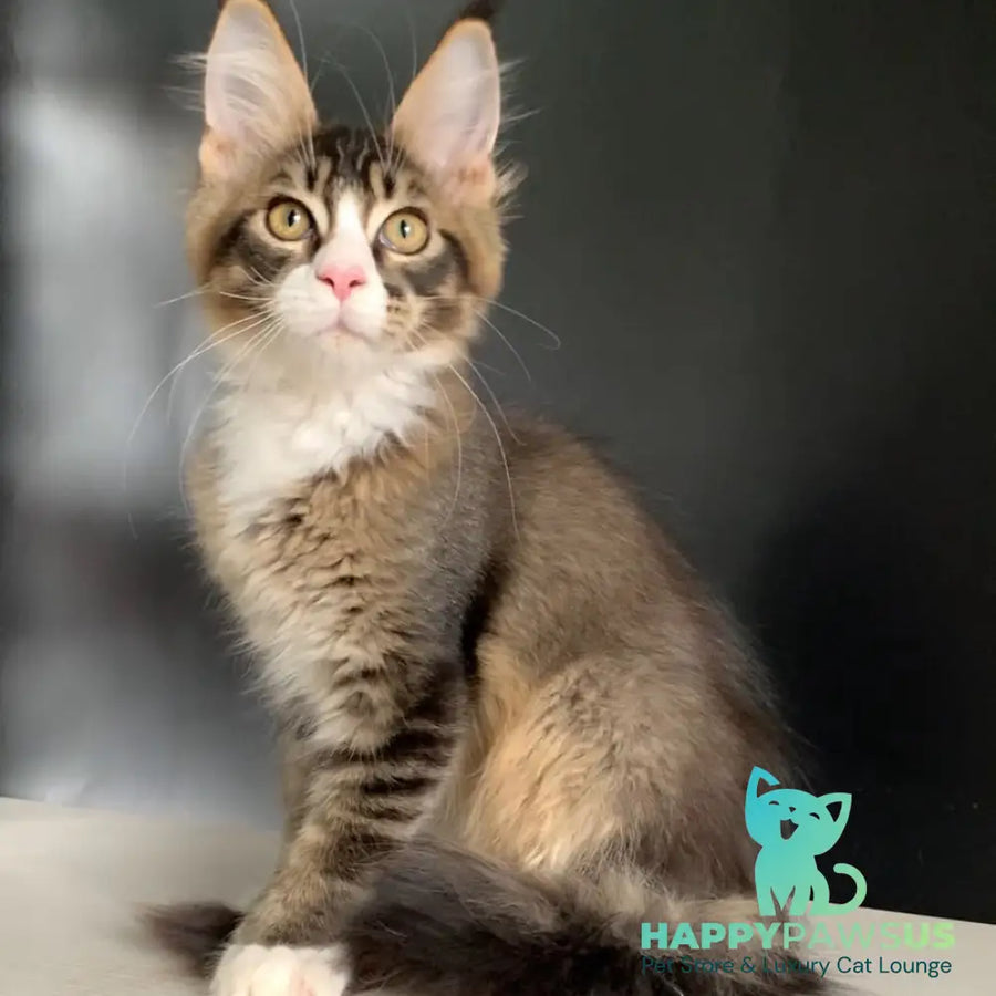 Onyx Maine Coon polydactyl 6x6x6x6 male black ticked tabby with white - live animals