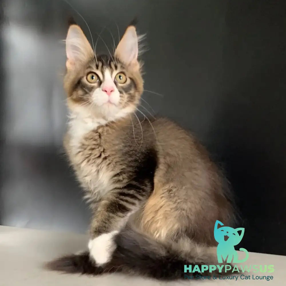 Onyx Maine Coon polydactyl 6x6x6x6 male black ticked tabby with white - live animals