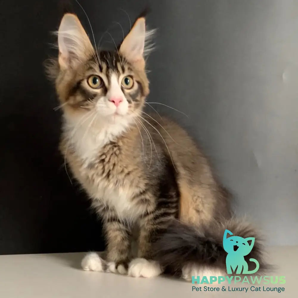 Onyx Maine Coon polydactyl 6x6x6x6 male black ticked tabby with white - live animals