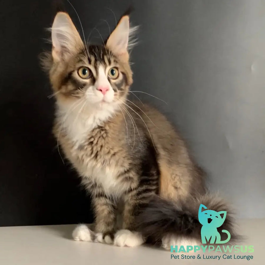 Onyx Maine Coon polydactyl 6x6x6x6 male black ticked tabby with white - live animals