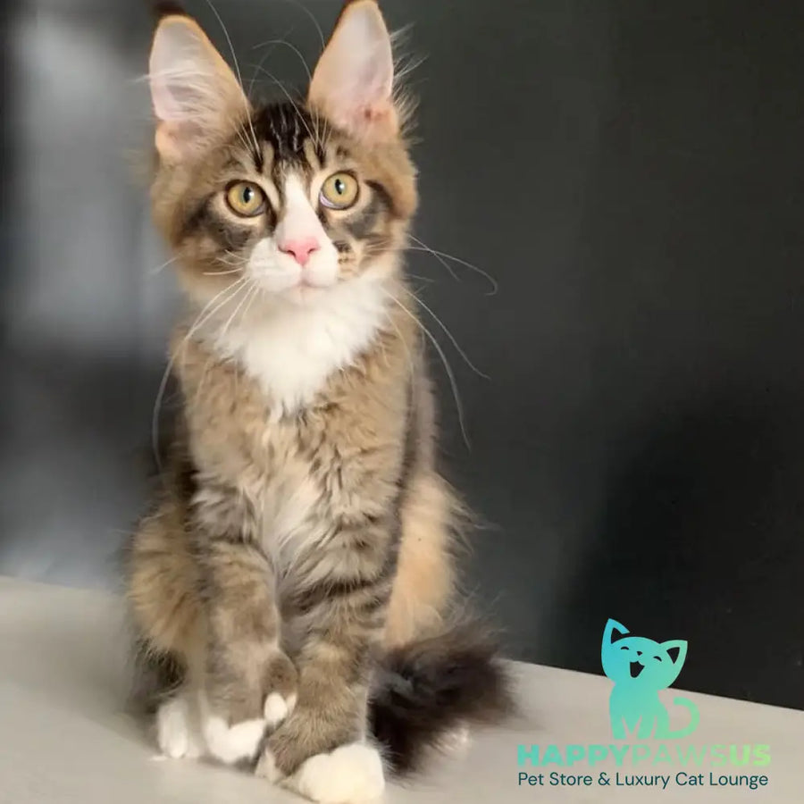 Onyx Maine Coon polydactyl 6x6x6x6 male black ticked tabby with white - live animals