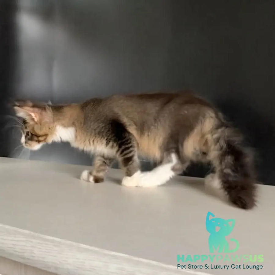 Onyx Maine Coon polydactyl 6x6x6x6 male black ticked tabby with white - live animals