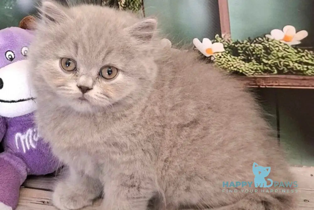 Opal British Longhair male blue live animals