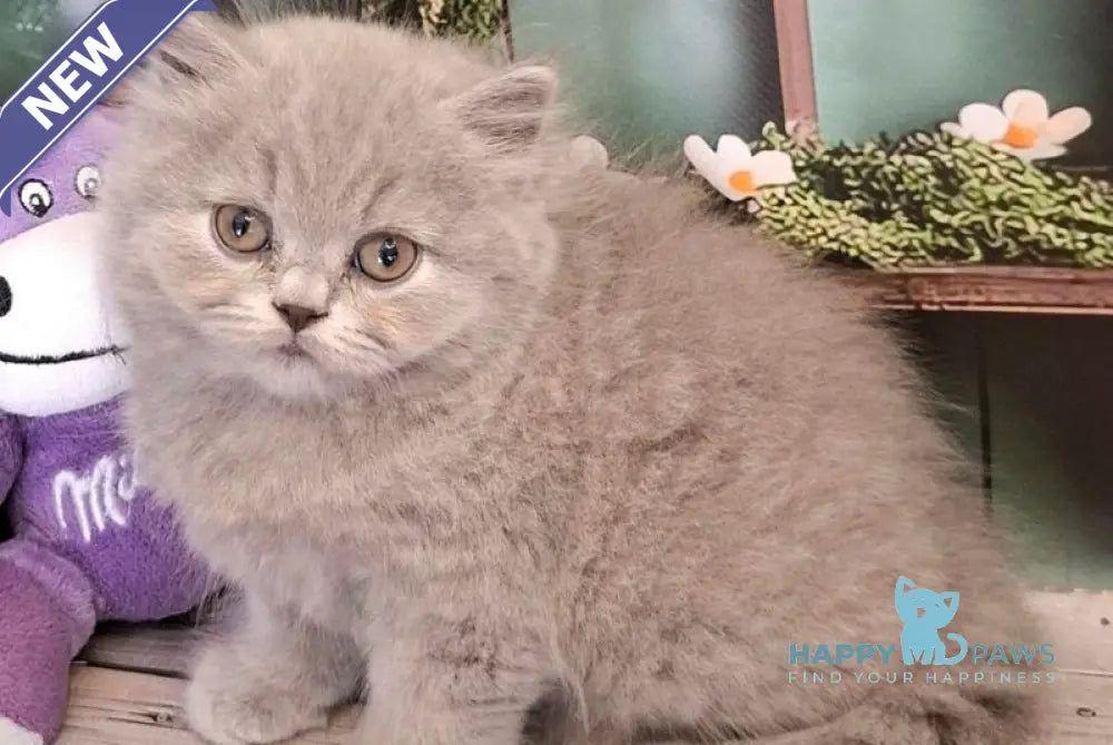 Opal British Longhair male blue live animals