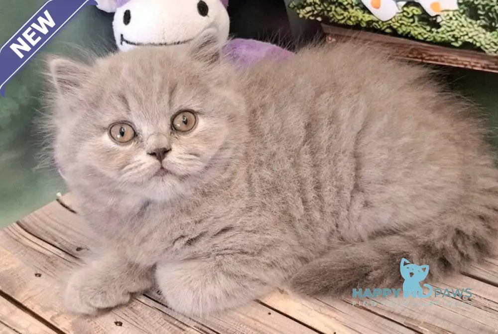 Opal British Longhair male blue live animals