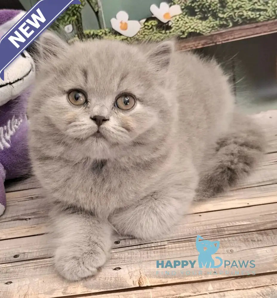 Opal British Longhair male blue live animals