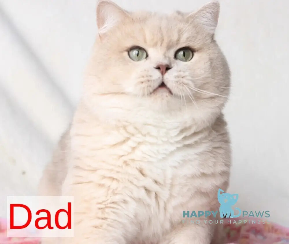 Opal British Shorthair male blue golden chinchilla live animals