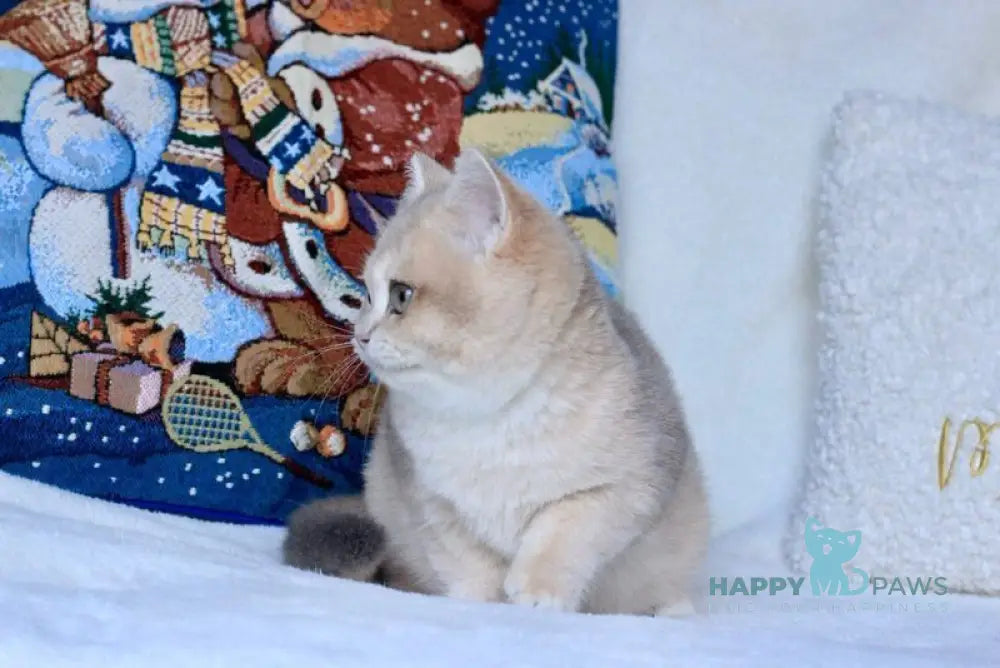 Opal British Shorthair male blue golden chinchilla live animals