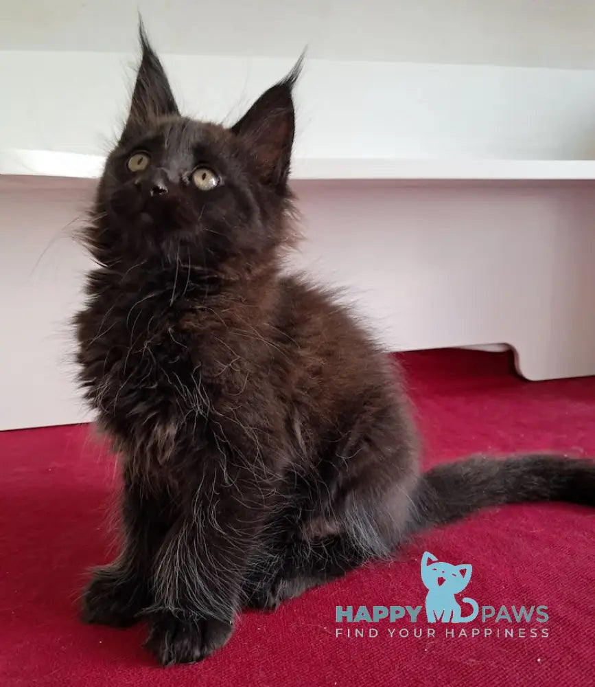 Opal Maine Coon male black live animals