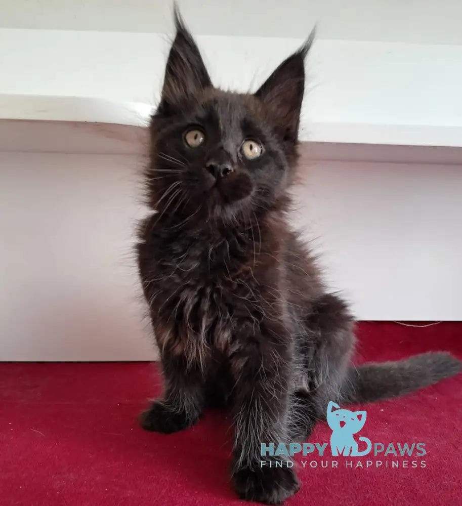 Opal Maine Coon male black live animals