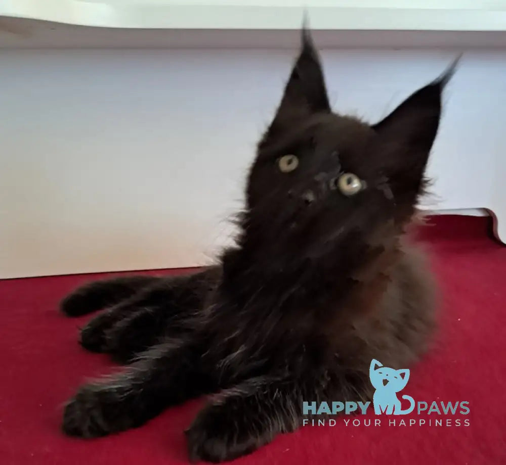 Opal Maine Coon male black live animals