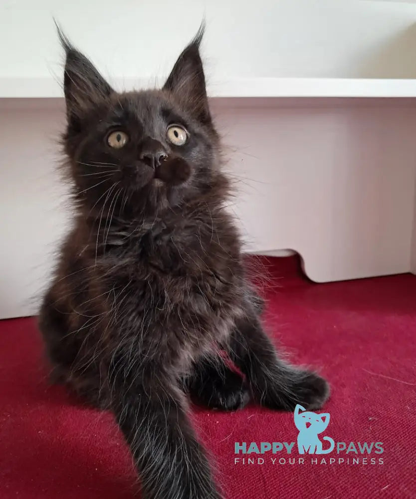 Opal Maine Coon male black live animals