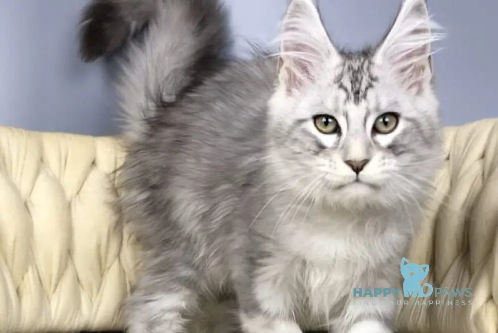 Opal Maine Coon male black silver tabby live animals