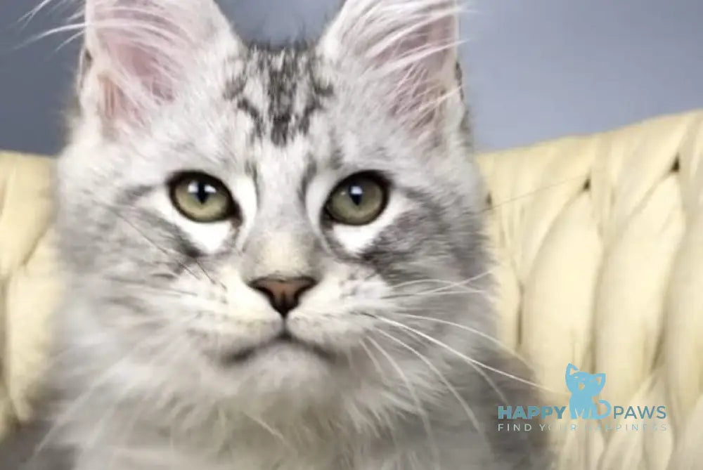 Opal Maine Coon male black silver tabby live animals