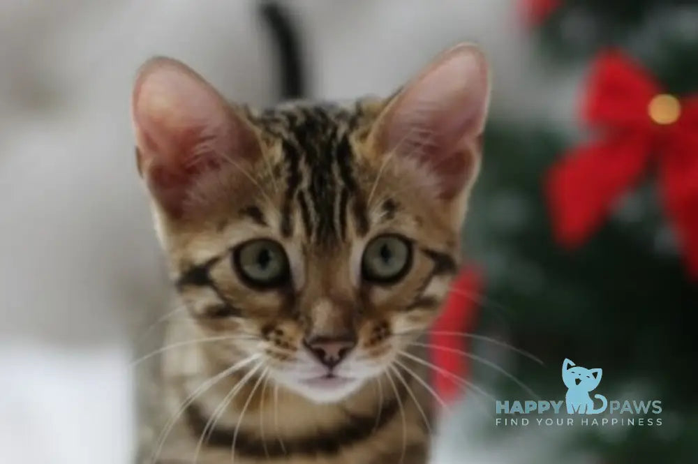 Ophelia Bengal female black spotted tabby live animals