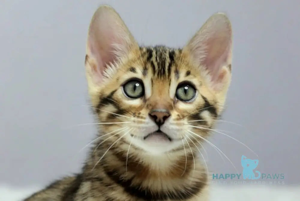 Ophelia Bengal female black spotted tabby live animals