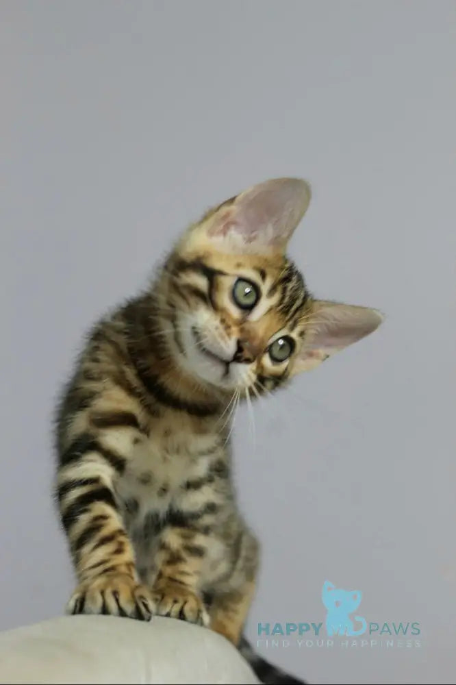 Ophelia Bengal female black spotted tabby live animals