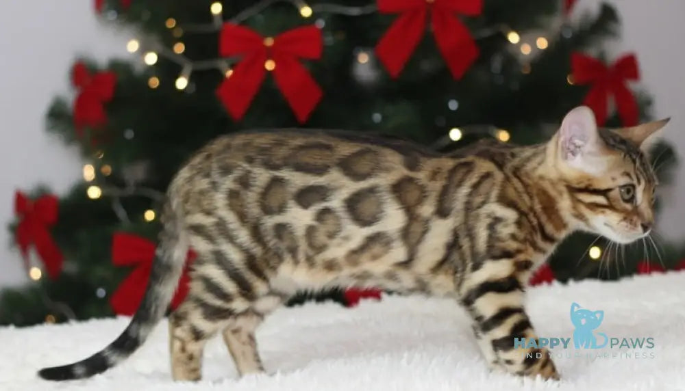 Ophelia Bengal female black spotted tabby live animals