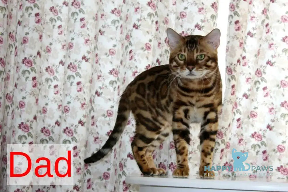 Ophelia Bengal female black spotted tabby live animals